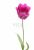 fototapet  tulipan lyserødt og grønt