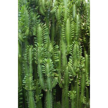 fototapet  tropisk jungle kaktus væg tropisk junglegrønt