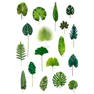 fototapet  tropiske jungleblade tropisk junglegrønt