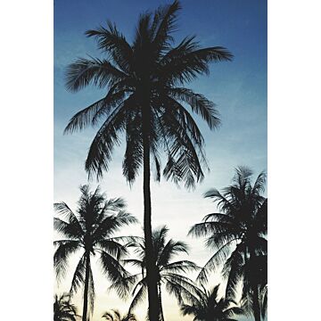 fototapet  palmetræer blåt, sort og beige